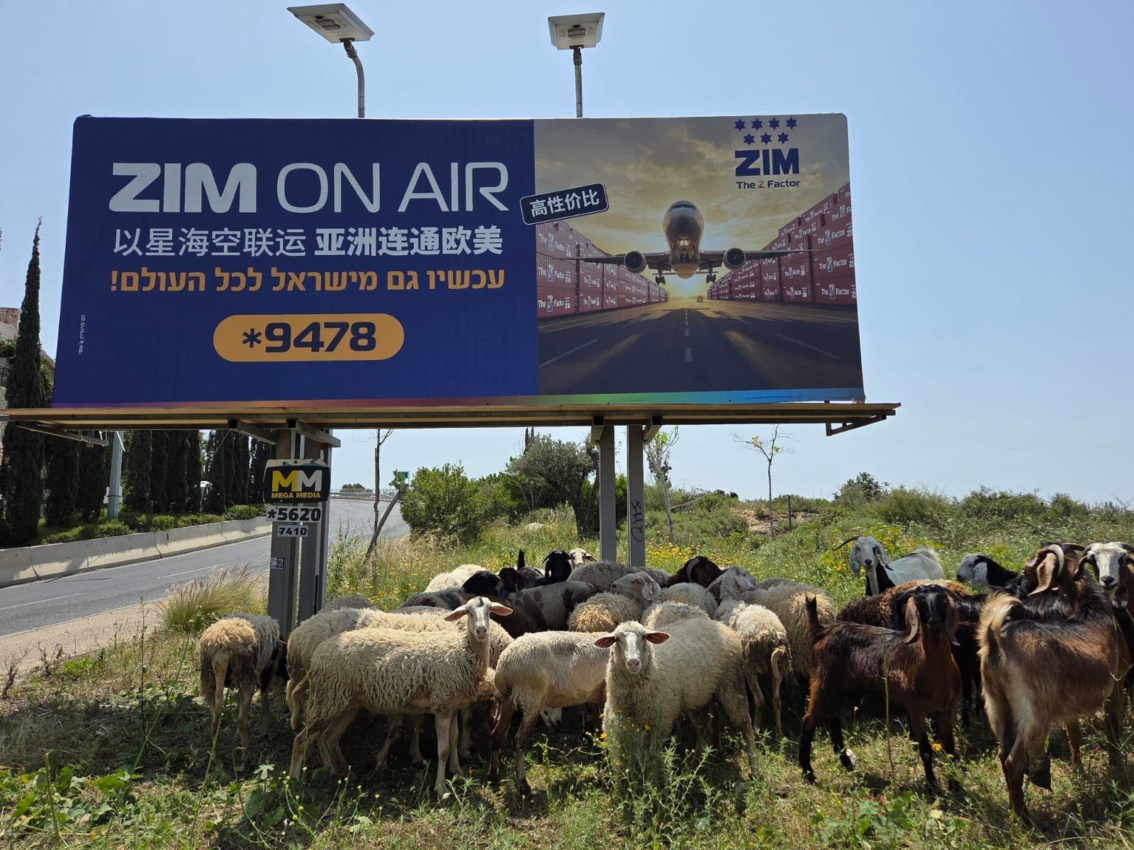 עדר כבשים ועיזים ברחוב ויינשל בואכה פרויד (צילום: יעל הורוביץ)