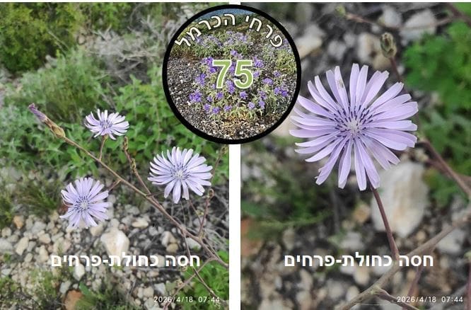 חסה כחולת-פרחים • צילום: דני כץ