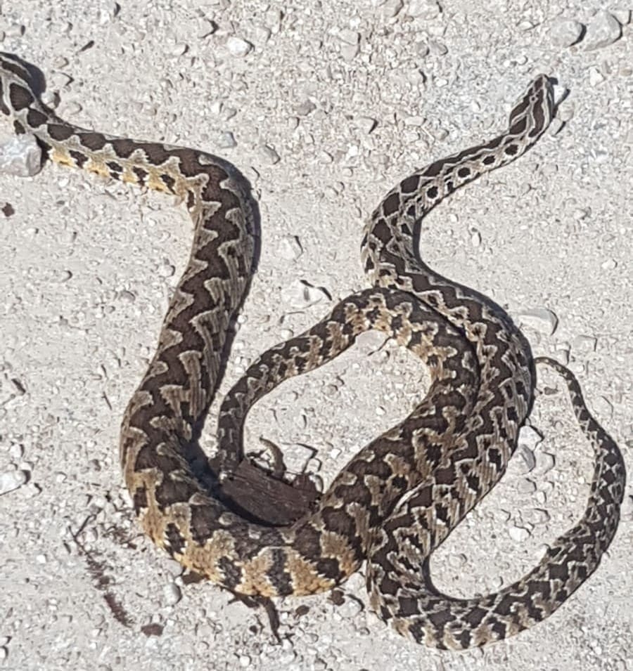 נחשים (צילום: דגן ארז)