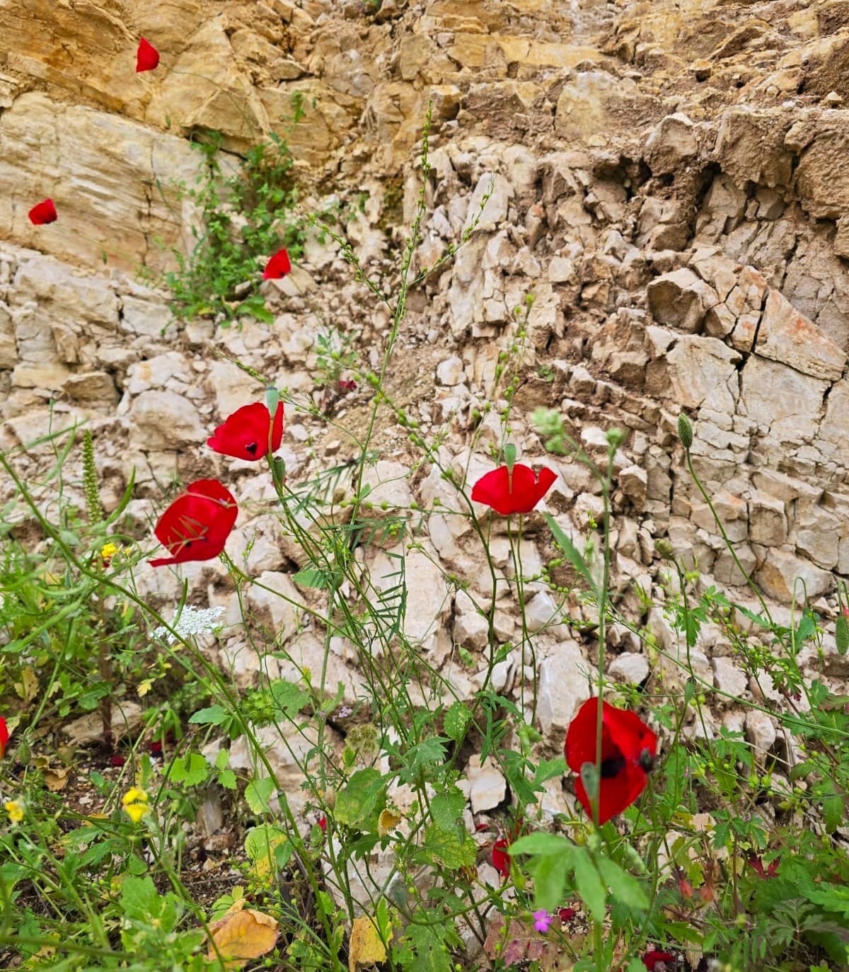 נחל דישון (צילום: רונית שגיב, רשות ניקוז ונחלים כינרת)