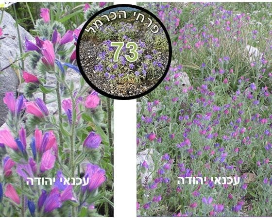 עכנאי יהודה • צילום: דני כץ