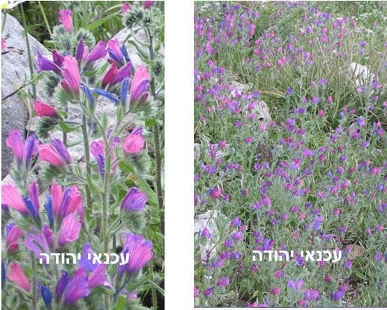 עכנאי יהודה • צילום: דני כץ