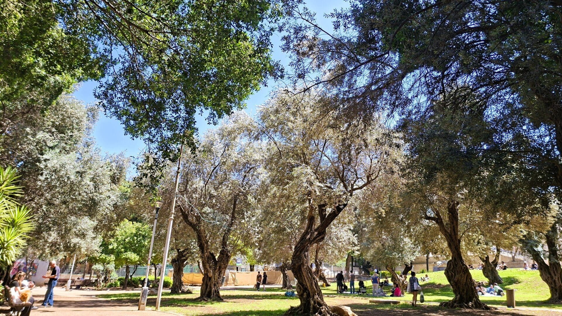 גן בנימין - מרחב ירוק כחלק חי מהמרקם העירוני של חיפה (צילום: רחלי אורבך)
