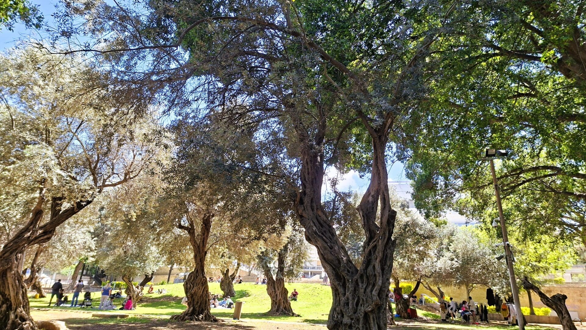 גן בנימין - המדשאות, העצים הוותיקים והמבנים המחודשים במרחב הירוק החיפאי (צילום: רחלי אורבך)