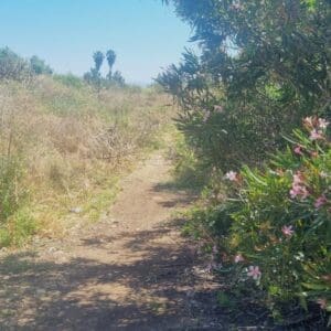 מקטע שביל סובב כינרת מחוקוק צפון לגינוסר (צילום: דניאל וקנין, איגוד ערים כינרת)