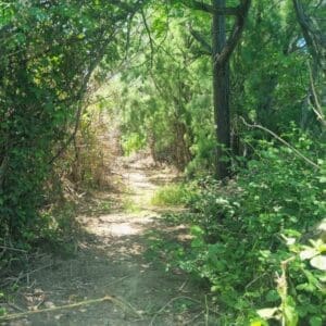 מקטע שביל סובב כינרת מהאון למעגן  (צילום: דניאל וקנין, איגוד ערים כינרת)