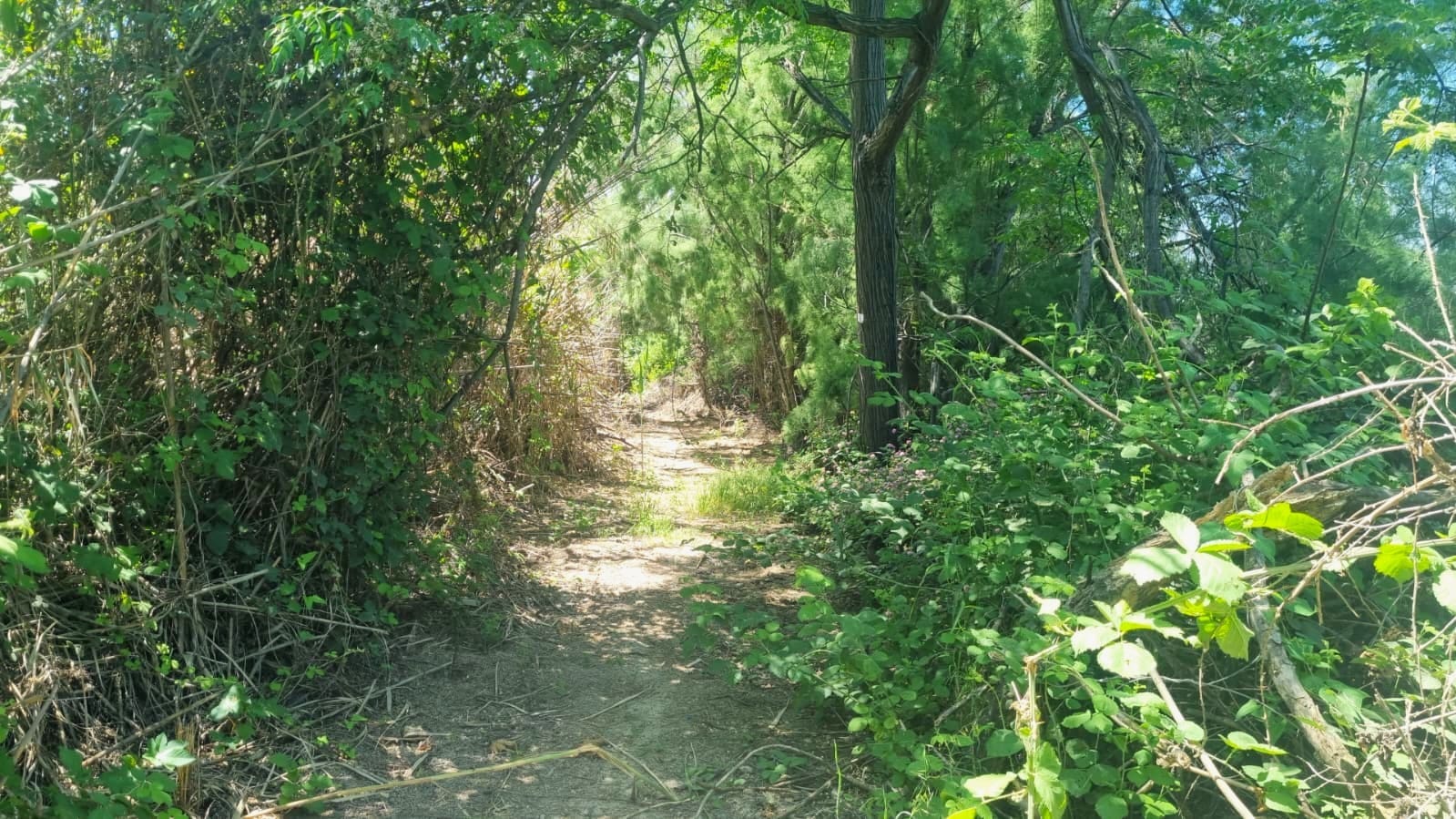 שלושה מסלולים מומלצים בשביל סובב כינרת לטיול אביבי 5/5/26 (צילום: דניאל וקנין, איגוד ערים כינרת)