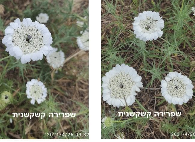 שפרירה קשקשנית • צילום: דני כץ
