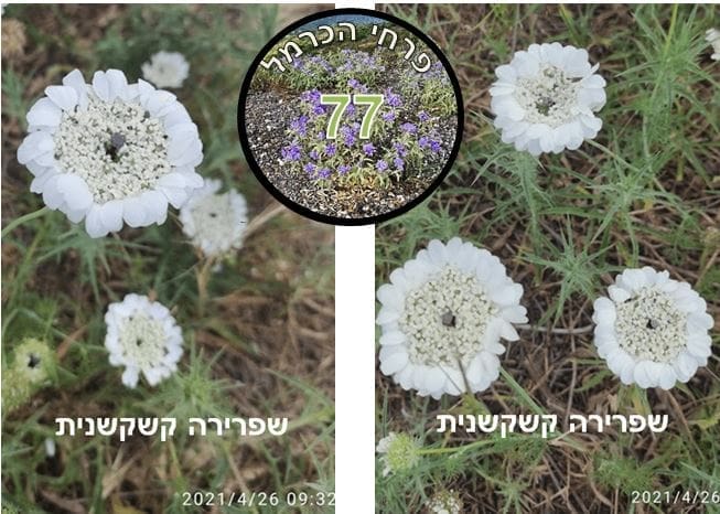 שפרירה קשקשנית • צילום: דני כץ