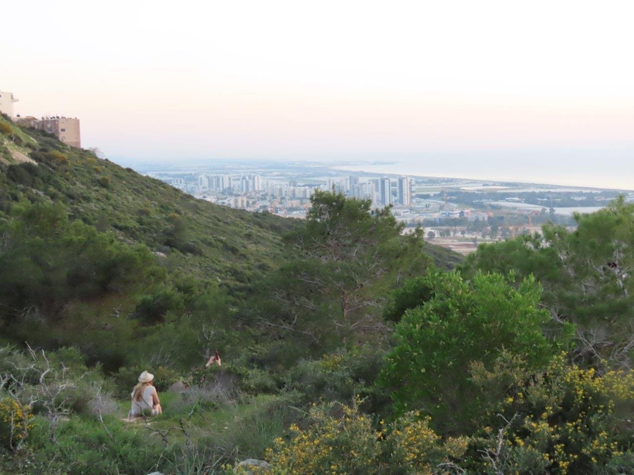 מורדות לינקולן: תכנית לכריתה של כ-4000 עצים (צילום: בני איתן)