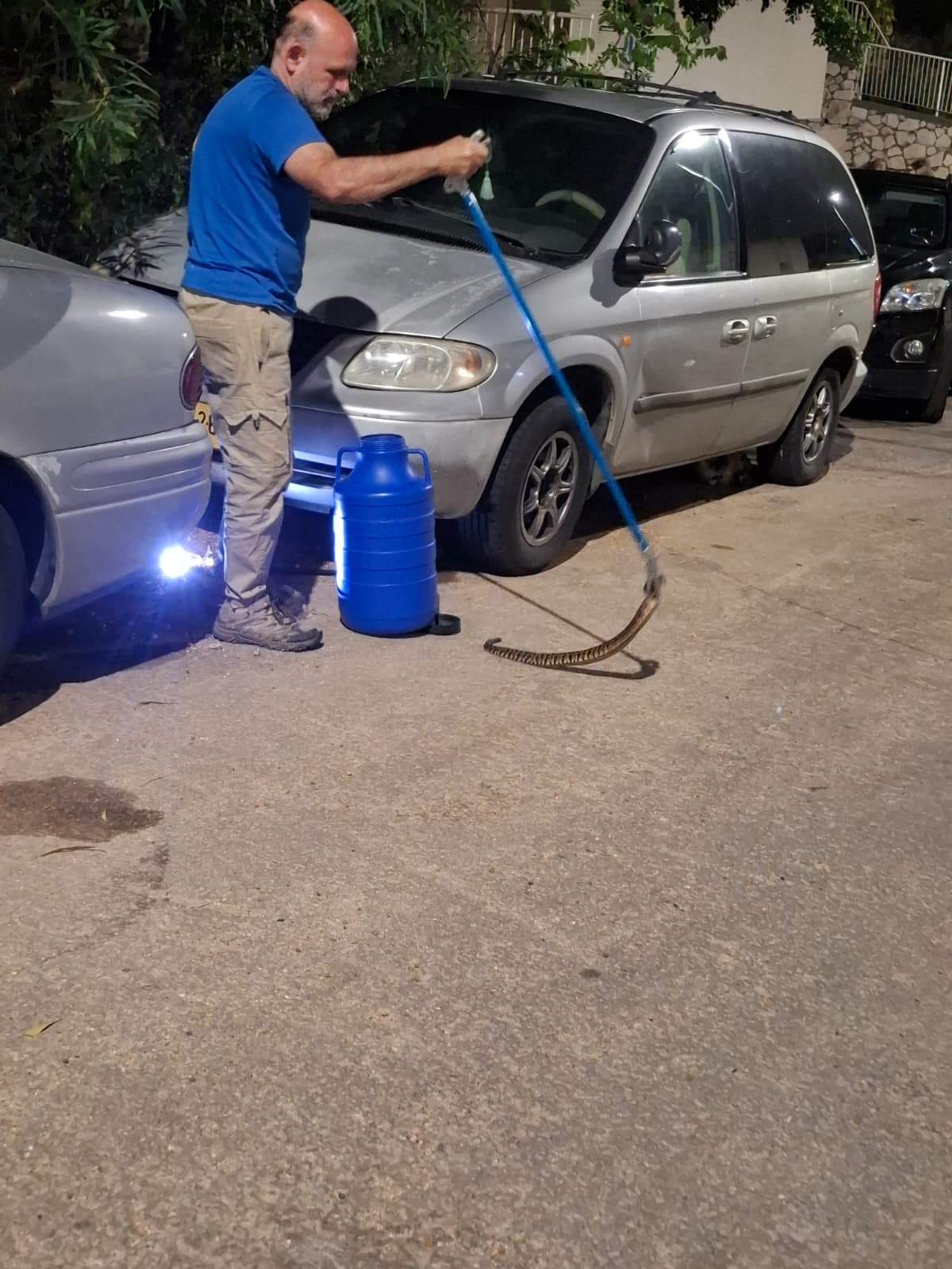 נחש צפע בוגר נתפס בזכות חתולים וגלינה ערנית 10/5/26 (צילום: דגן ארז)