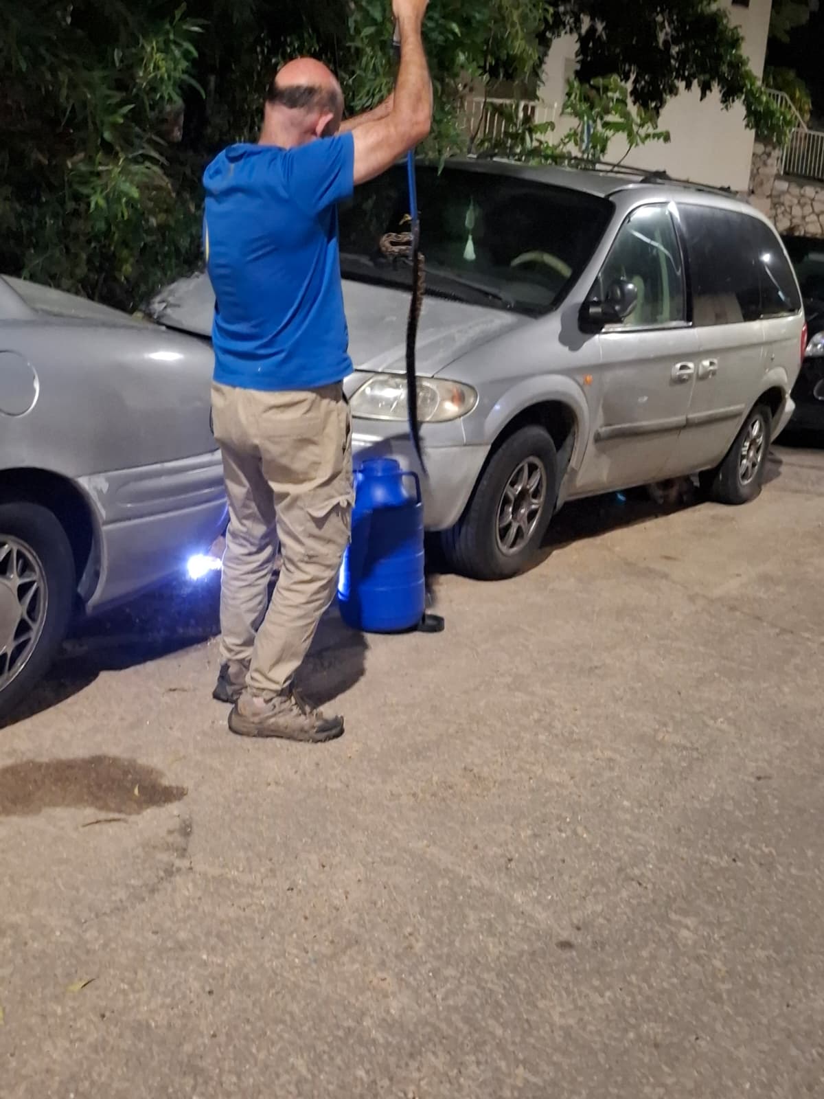 נחש צפע בוגר נתפס בזכות חתולים וגלינה ערנית 10/5/26 (צילום: דגן ארז)