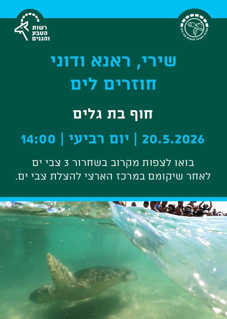 שלושה צבי ים ישוחררו בחוף בת גלים לאחר שיקום 12/5/26 (צילום: רשות הטבע והגנים)