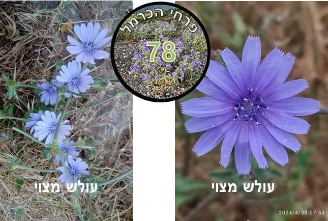 עולש מצוי • צילום: דני כץ