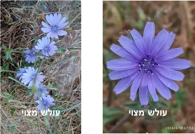 עולש מצוי • צילום: דני כץ