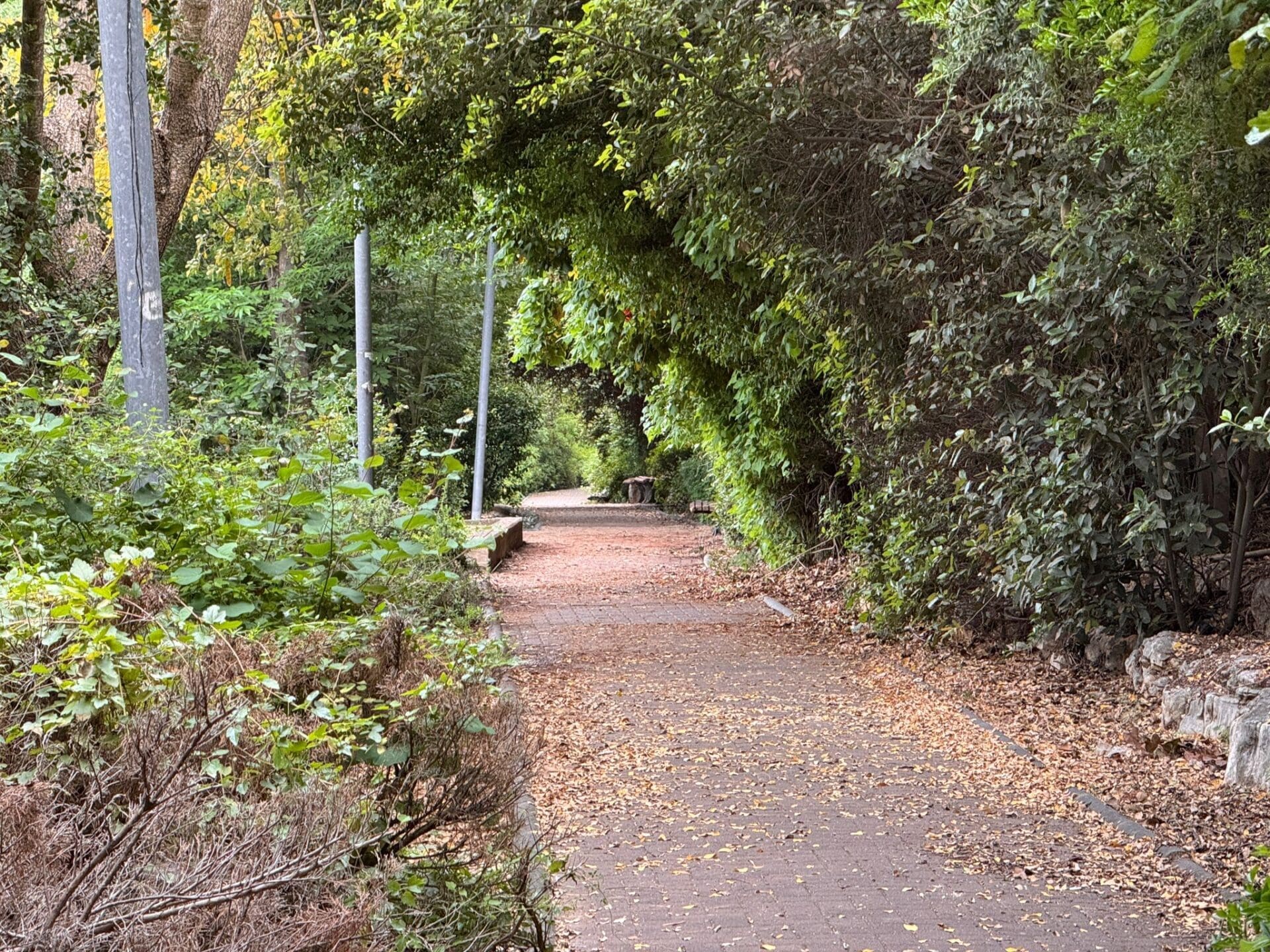 הטיילת הייחודית ברמת אלון: ממשק מיוחד בין העיר ליער 15/5/26 (צילום: ירון כרמי)