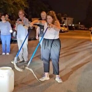 נחש צפע ענק נלכד ברחוב שזר בחיפה – לכידת נחש צפע ברחוב שז״ר בחיפה 17/5/26 18/5/26 (צילום: זהר להט)
