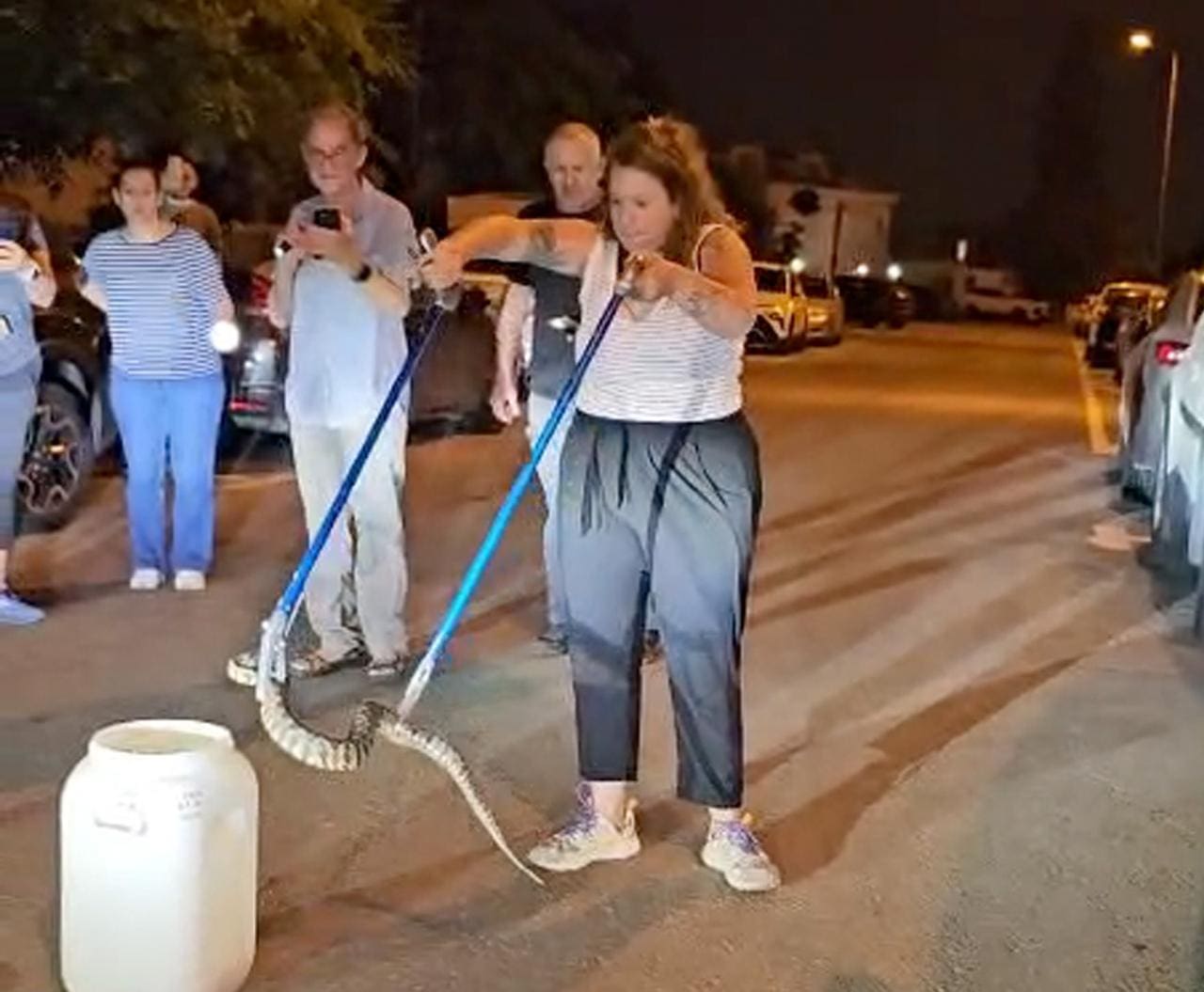 נחש צפע ענק נלכד ברחוב שזר בחיפה - לכידת נחש צפע ברחוב שז״ר בחיפה 17/5/26 18/5/26 (צילום: זהר להט)