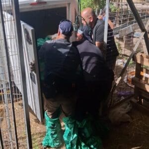 שישה עגלים גנובים אותרו בגליל; חשוד נעצר 18/5/26 (צילום: דוברות המשטרה)