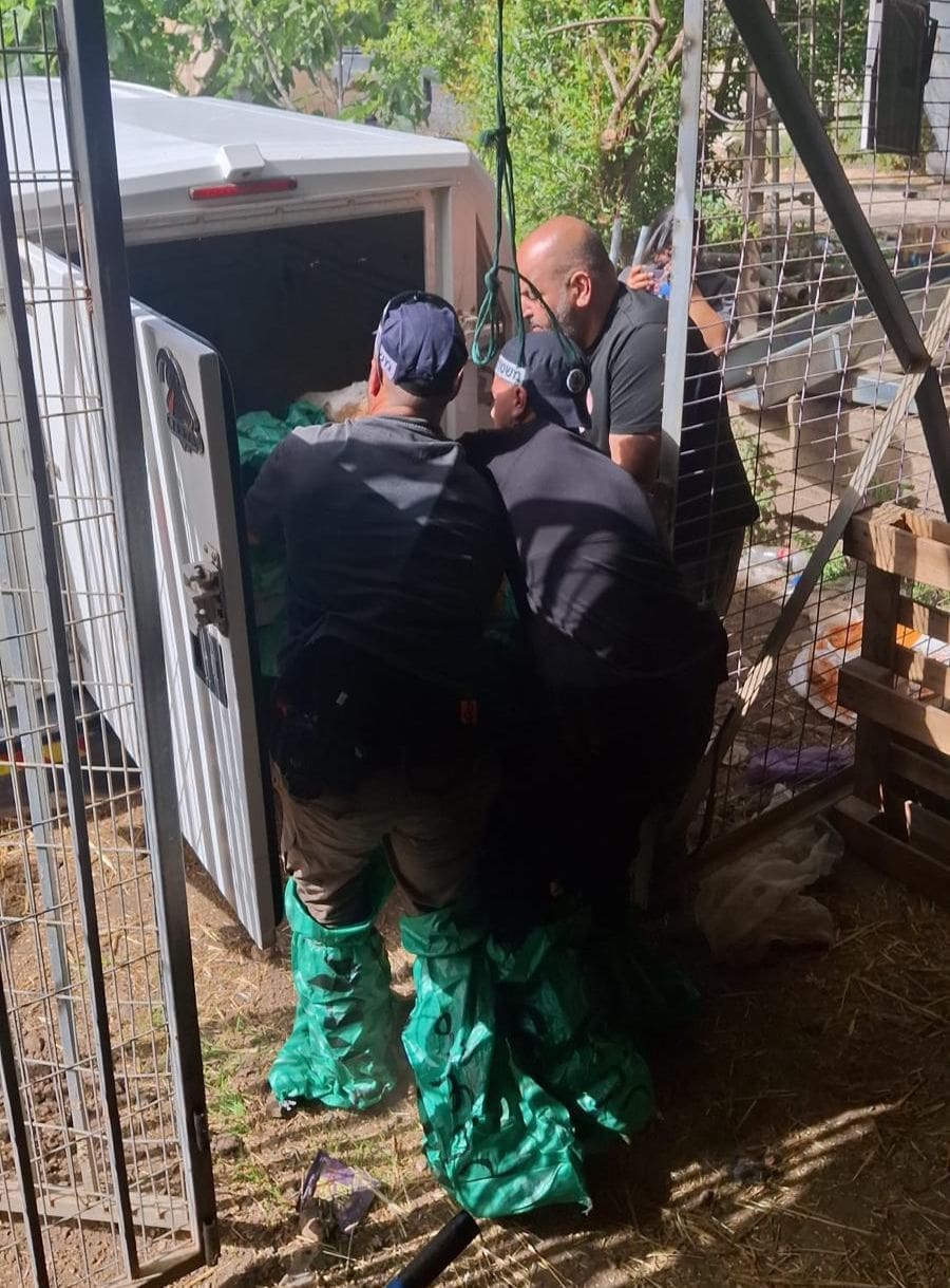 שישה עגלים גנובים אותרו בגליל; חשוד נעצר 18/5/26 (צילום: דוברות המשטרה)