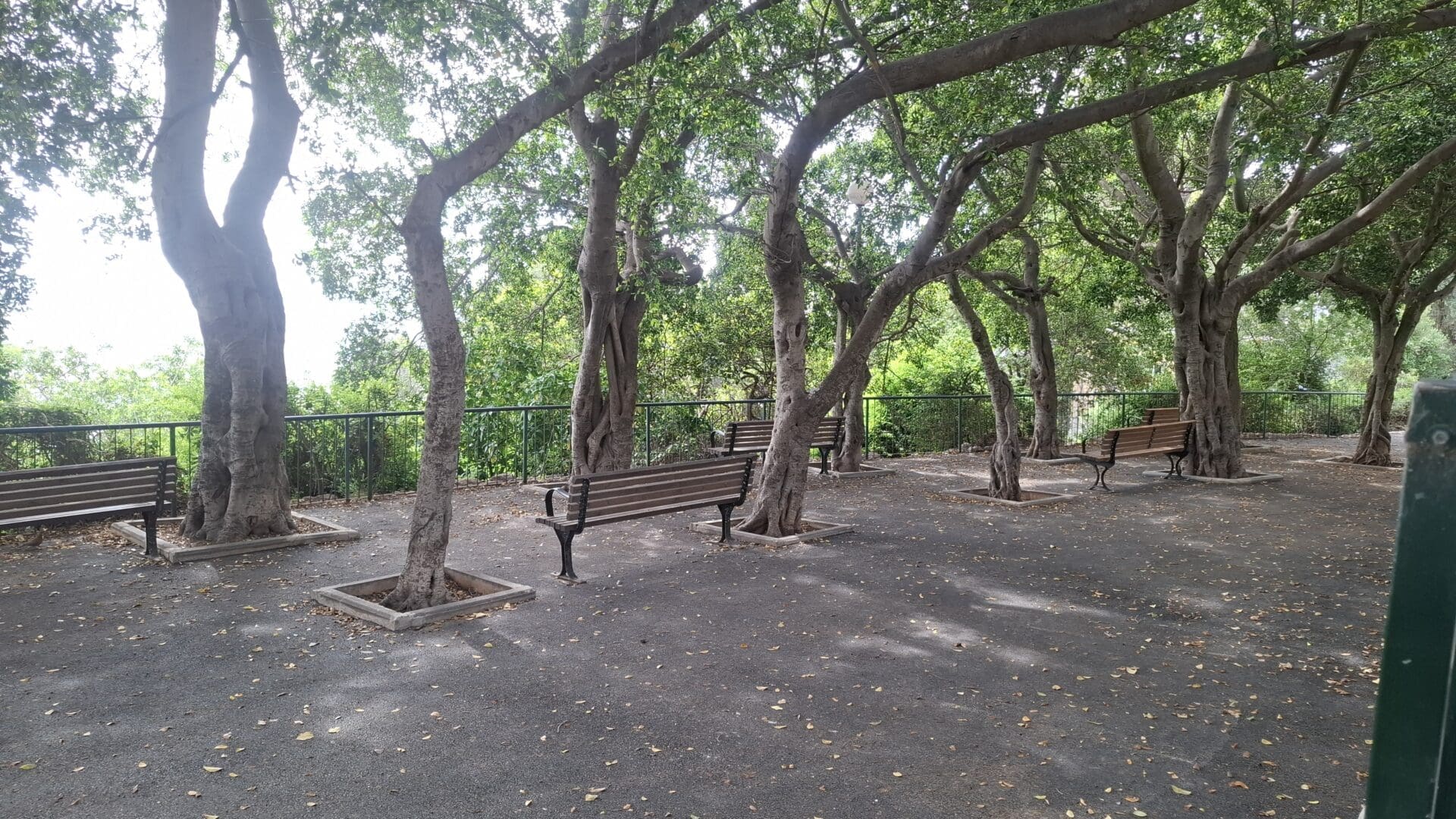 תצפית מצפור  (צילום: סמר עודה כרנתינג'י) 