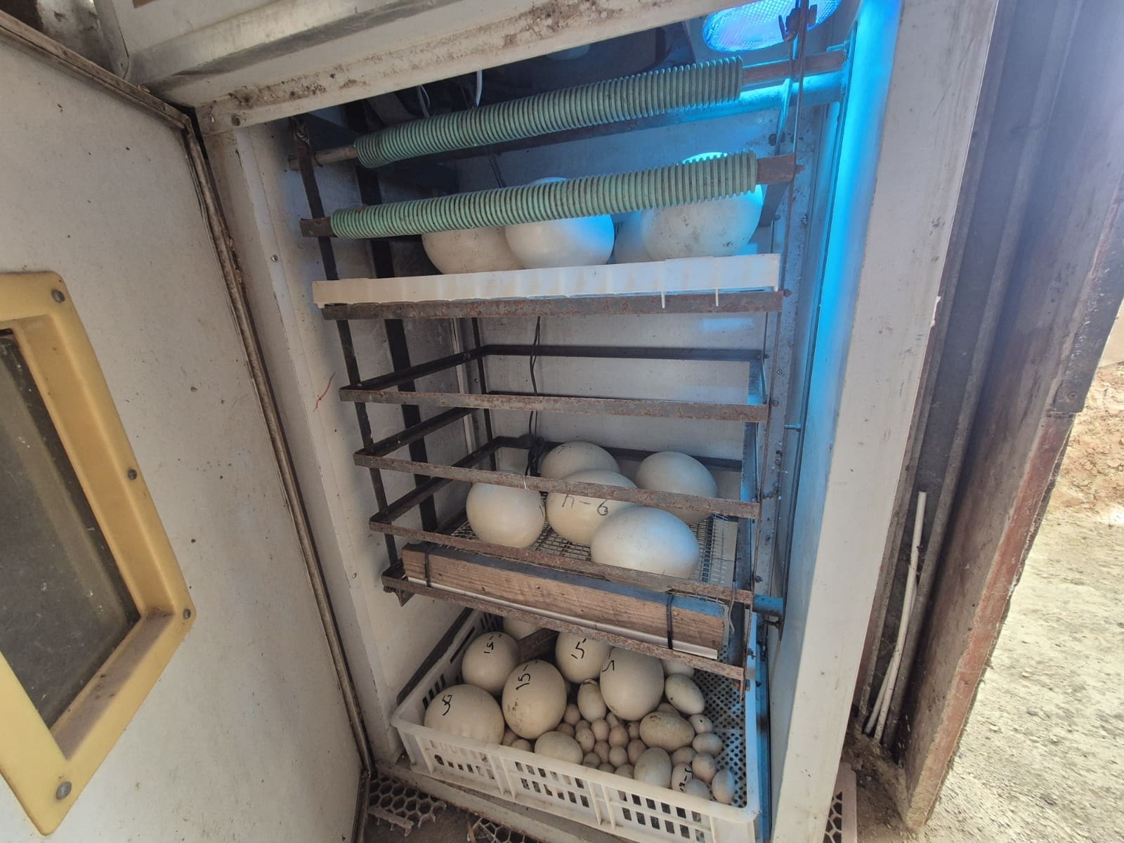 יענים, חוגלות וחוות הדגרה: עשרות ערכי טבע מוגנים נתפסו בטמרה 20/5/26 (צילום: באדיבות רשות הטבע והגנים ודוברות המשטרה)