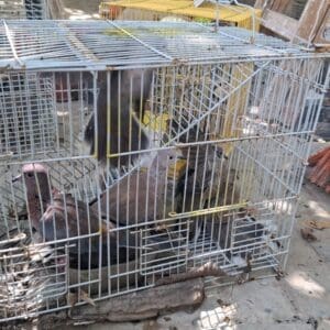 יענים, חוגלות וחוות הדגרה: עשרות ערכי טבע מוגנים נתפסו בטמרה 20/5/26 (צילום: באדיבות רשות הטבע והגנים ודוברות המשטרה)