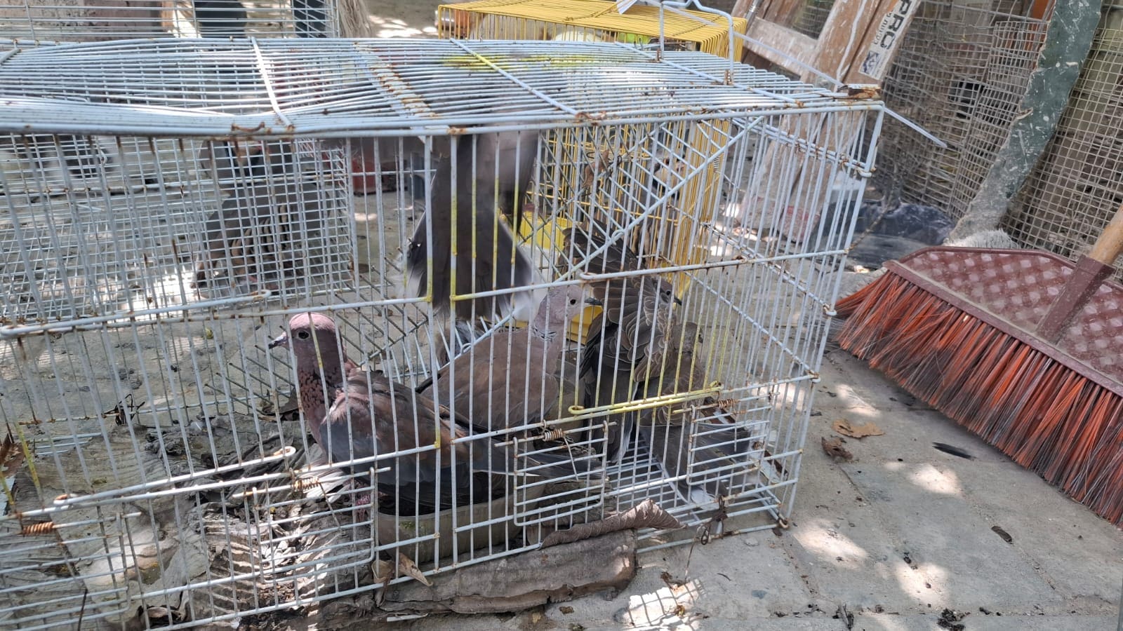 יענים, חוגלות וחוות הדגרה: עשרות ערכי טבע מוגנים נתפסו בטמרה 20/5/26 (צילום: באדיבות רשות הטבע והגנים ודוברות המשטרה)