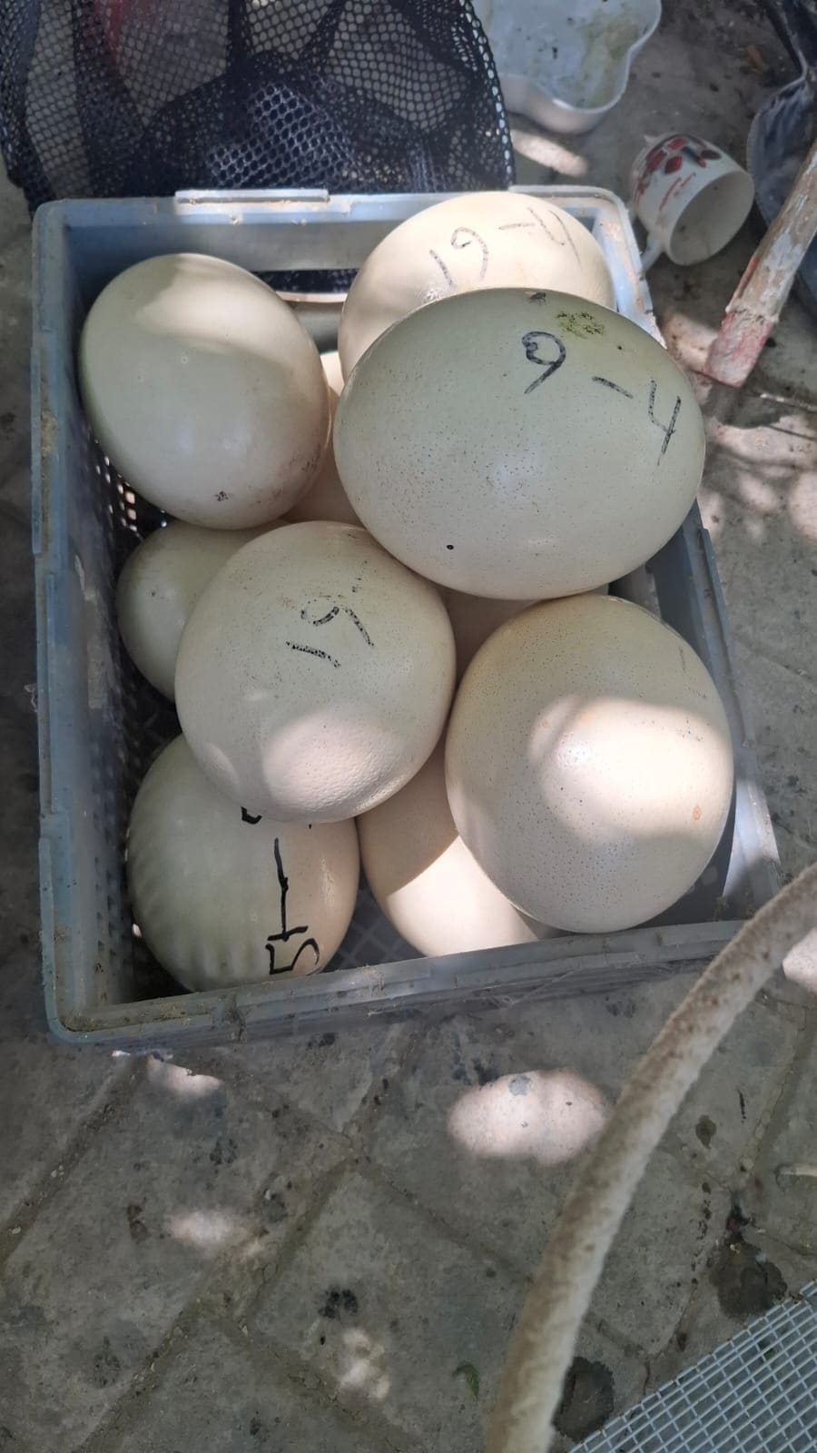 יענים, חוגלות וחוות הדגרה: עשרות ערכי טבע מוגנים נתפסו בטמרה 20/5/26 (צילום: באדיבות רשות הטבע והגנים ודוברות המשטרה)