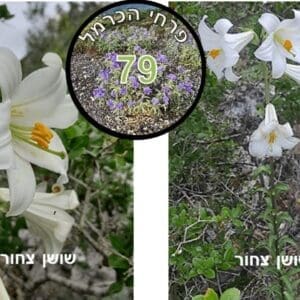 שושן צחור • צילום: דני כץ