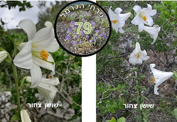 שושן צחור • צילום: דני כץ