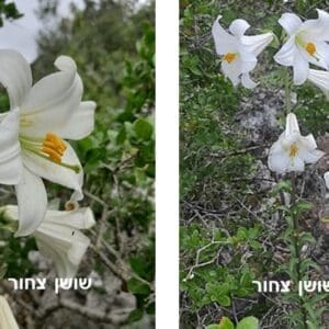 שושן צחור • צילום: דני כץ