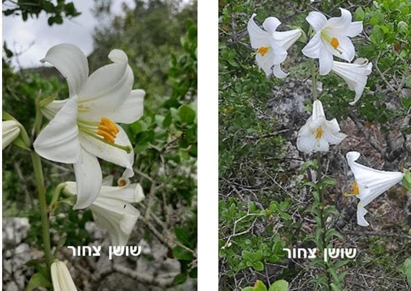 שושן צחור • צילום: דני כץ
