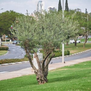 עצים, עצי זית,הצללה, צל, עצים, רוממה, פיק״א, דשא, ירוק, כיכר אליזבט, הרובע האיטלקי