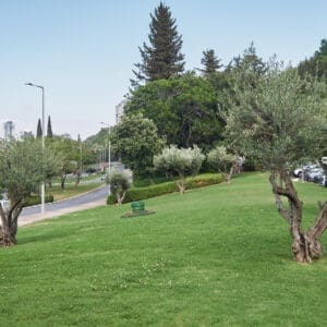 עצים, עצי זית,הצללה, צל, עצים, רוממה, פיק״א, דשא, ירוק, כיכר אליזבט, הרובע האיטלקי