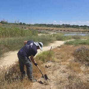 ״מבצע חצב״: רשות נחל הקישון שותלת בצלי חצבים במלחת הקישון 26/5/26 (צילום: רשות נחל הקישון)