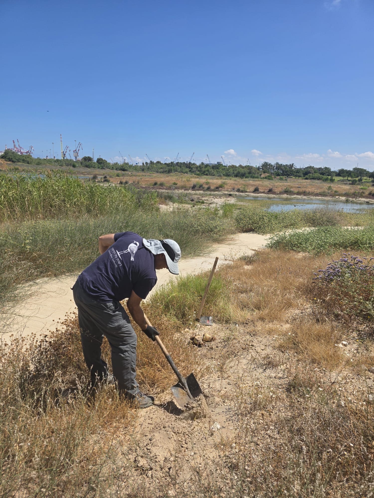 ״מבצע חצב״: רשות נחל הקישון שותלת בצלי חצבים במלחת הקישון 26/5/26 (צילום: רשות נחל הקישון)