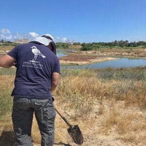״מבצע חצב״: רשות נחל הקישון שותלת בצלי חצבים במלחת הקישון 26/5/26 (צילום: רשות נחל הקישון)
