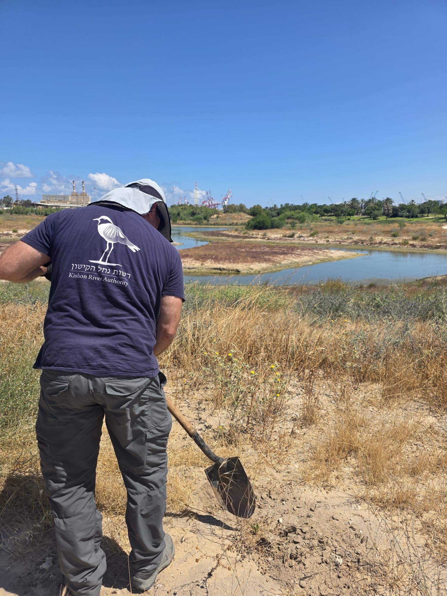 ״מבצע חצב״: רשות נחל הקישון שותלת בצלי חצבים במלחת הקישון 26/5/26 (צילום: רשות נחל הקישון)