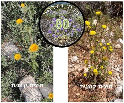 מוצית קוצנית • צילום: דני כץ