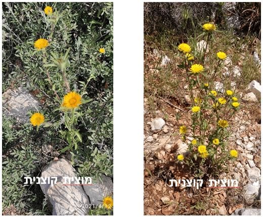 מוצית קוצנית • צילום: דני כץ