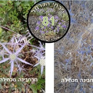 חרחבינה מכחילה • צילום: דני כץ