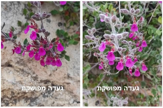 געדה מפושקת • צילום: דני כץ