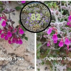 געדה מפושקת 🌺 פרח השבוע געדה מפושקת • פרח (צילום: דני כץ)