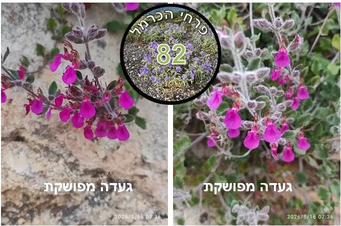 געדה מפושקת • פרח (צילום: דני כץ)