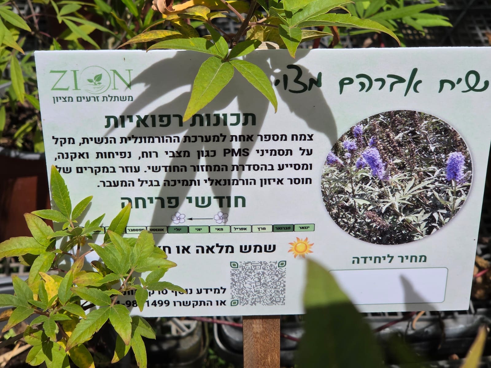 הנגשת סגולותיהם הרפואיות של הצמחים (צילום: יעל הורוביץ)