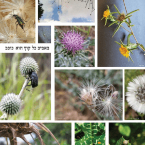 באביב כל קוץ הוא כוכב (צילום: אפי בת-אילן)
