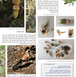 בלוטים וציפורים (צילום: אפי בת-אילן)