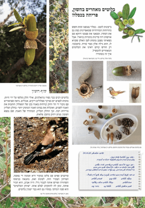 בלוטים וציפורים (צילום: אפי בת-אילן)