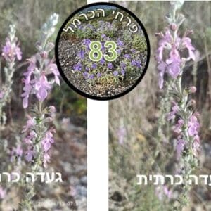 געדה כרתית • צילום: דני כץ